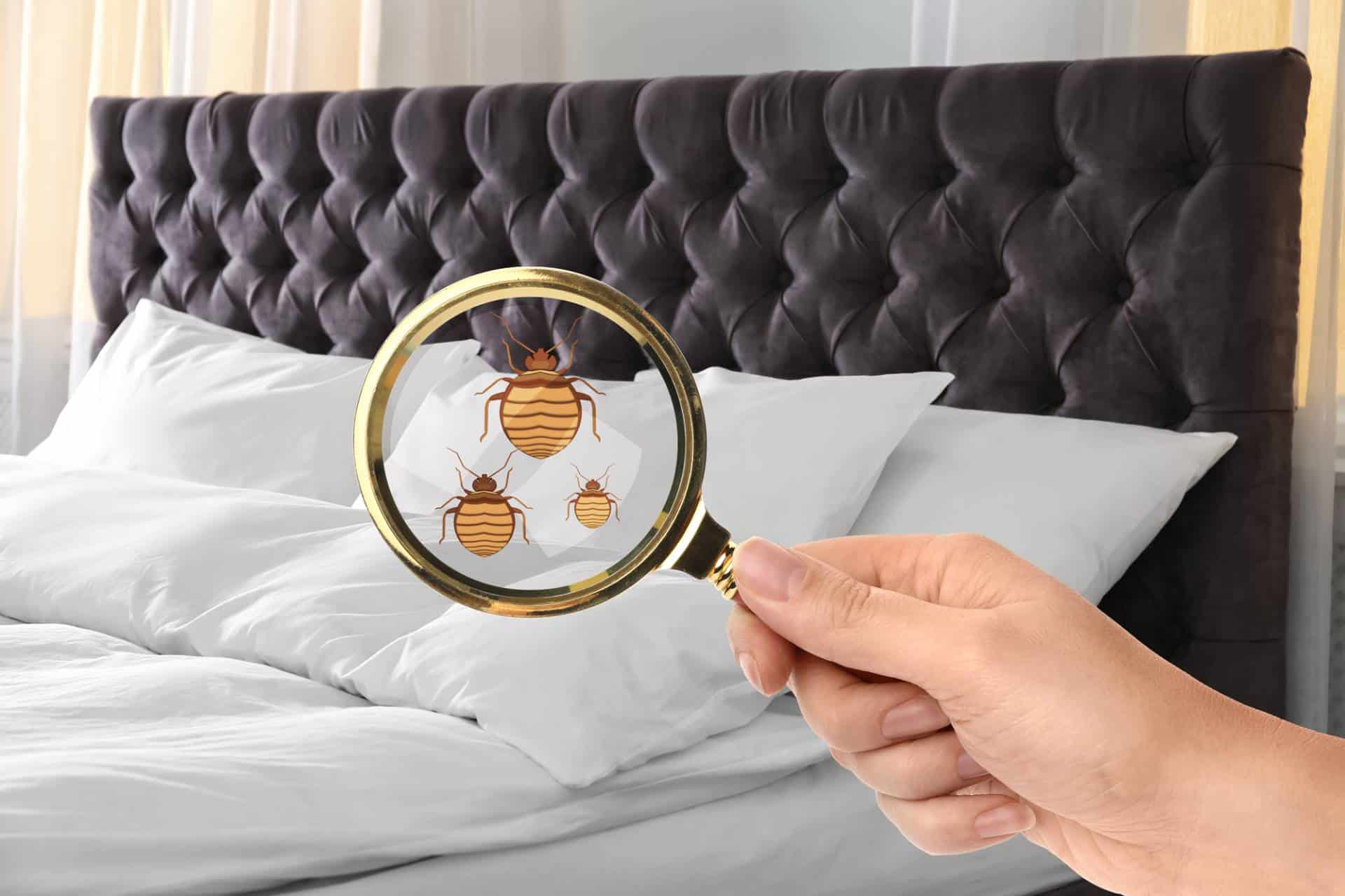 What are bed bugs and how do I get rid of bed bugs?