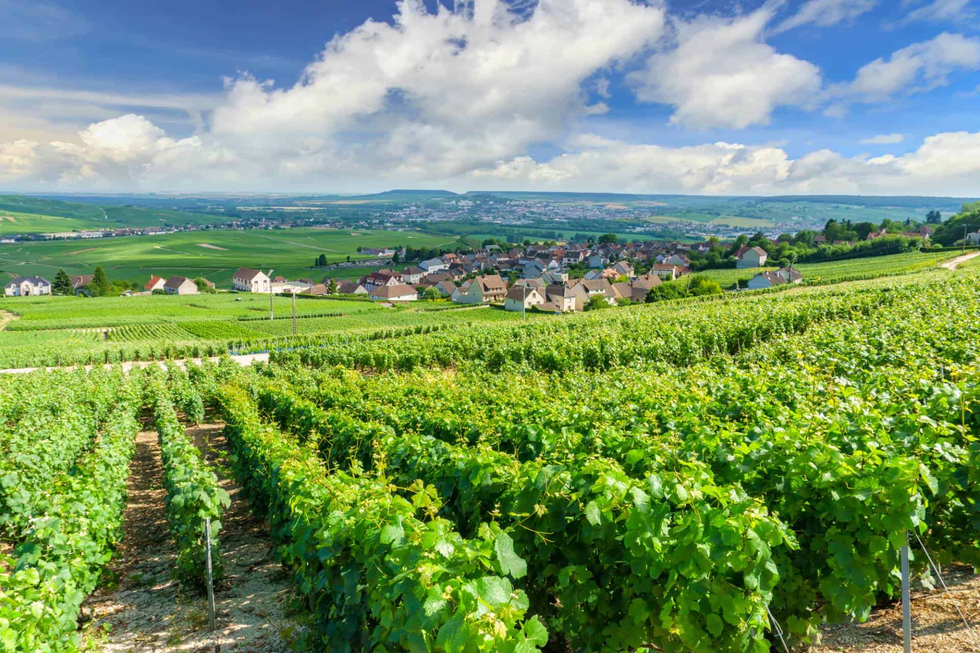 What are the best Champagnes of France?